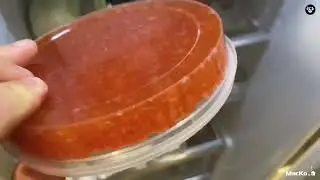 Икра горбуша / заморозка