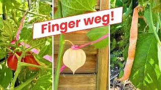Warum DIESE Früchte hängen bleiben sollen