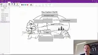 Carbon Cycle