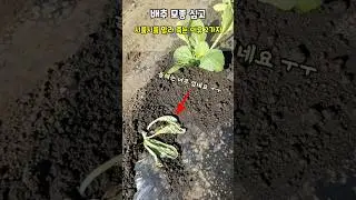 배추모종 심고 배추가 시름 시름 말라 죽는이유 날이 좀 시원해져야 잘 자랄텐데..#배추농사