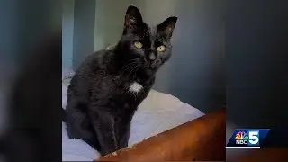 Pet Connection: This cat named Spook found his forever home in time for Halloween