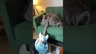 Guitar addiction is a real problem guys 🫡