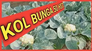 sharing budidaya kol bunga dataran rendah umur 50 hst