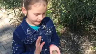 Из отеля Беллис- в Белек, пешком: настоящие ящерицы, грибы и черепахи на пути))). Турция. Март 2017.
