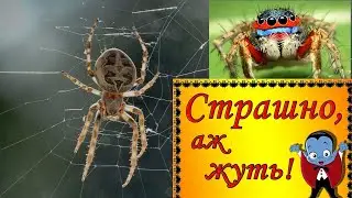 10 Самых Ядовитых Пауков в Мире
