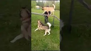 Скачки с девчонкой!