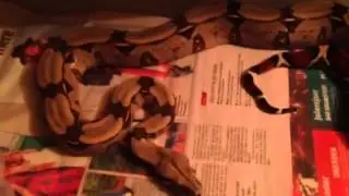 Reptile collection 2014 - Breeding season