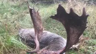 Gold Medal Fallow