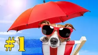 Funny Animal Videos - Compilation Part 1
