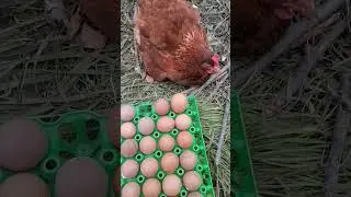 Яйцо похитил кто?