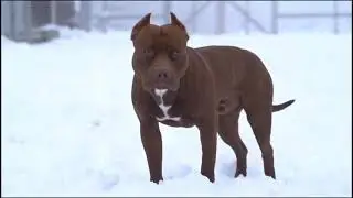 Первый питбуль Сын муса, второй питбуль это отец мусы, спайк❤️ 