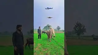 Vfx magic funny flying #vfx #magic #funny #comedy #shortvideo