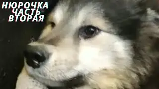 Nyurochka. Continuation of the story of the unfortunate dog.