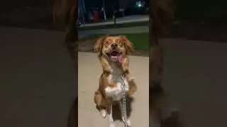 #dogshorts #doglover