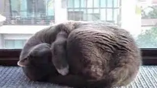 Yoga cat