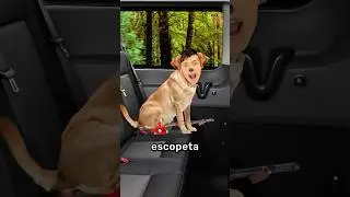 Perro Dispara Con Escopeta A Su Dueño 😨