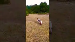 Basset Hound, Bohemia