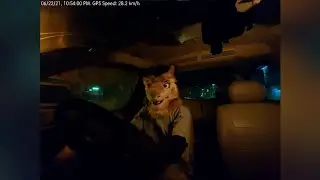 Fursuit driving at night - M/T SUV - Sergal Driver Irl