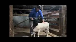 Áudio do grupo OvinoLover - trabalhar muito ou ….