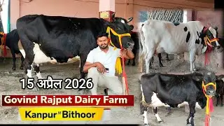 Govind rajput dairy farm bithoor kanpur Hf sahiwal Jersey cross breed Gay | Naya video viral 😋