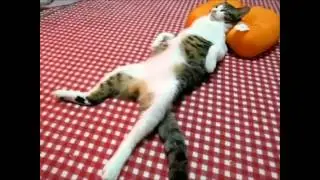 Funny animals 3// Смешные животные 3