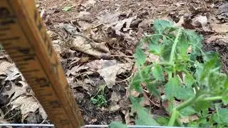 2020.06.07 Vegetable Garden Update, Tomatoes Grow Fast