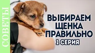 Как выбрать щенка, на что смотреть, какие документы.