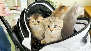 A cute kitten who can't hide his surprise at his first visit to the hospital.