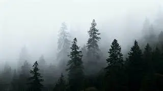 Misty Forest Serenity 4K Wallpaper & Screensaver | Foggy Pine Woods Ambience (No Sound)
