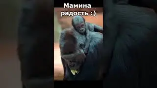 Мамина радость :)  Shorts #animals #животные #смешное_видео