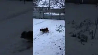 пёсик на прогулке