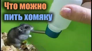 Хомяки пьют только кипяченную воду