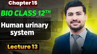 Human urinary system | Anatomy and physiology of urinary system class 12 by irtisams biology