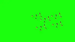 BIRD GREEN SCREEN ! 