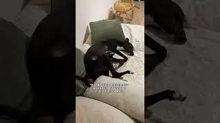 My dog's life story, the shelter route and Finland 
