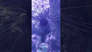Жизнь морского ежа в аквариуме #SDWA