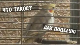Корелла Степашка говорит
