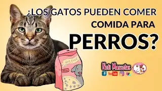¿Los gatos pueden comer comida de perro?