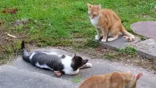 Funny Cats