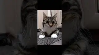 #жиза #кот