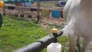 мойка лошади кёрхером