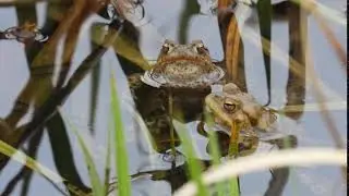 Toads
