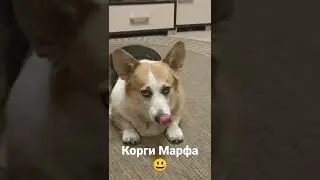 Корги что-то требует