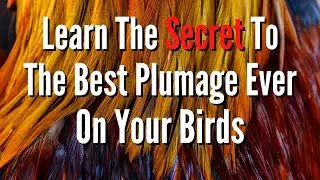 Learn The Secret To The Best Plumage Ever On Your Birds