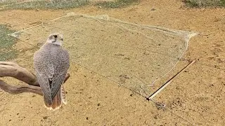 Easy way to set a net trap with spring