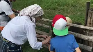 Минибандит Макар кормит овечек в Таллинне