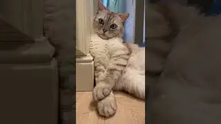 И пусть собачники завидуют.