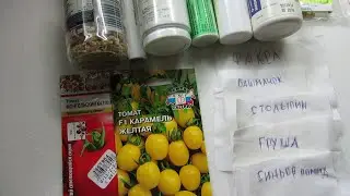 ПОДГОТОВКА ТОМАТОВ К ПОСЕВУ.