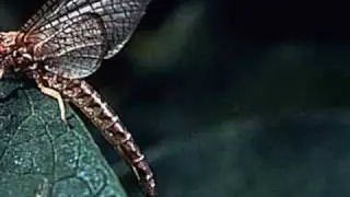Scary Insects A Closer Look.- Predator Theme