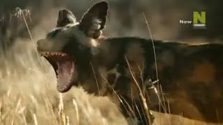 Удивительное семейство псовых 2